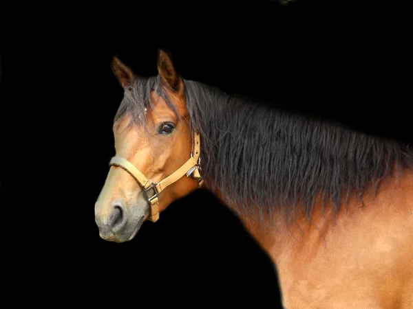 Retrato de cavalo marrom — Fotografia de Stock