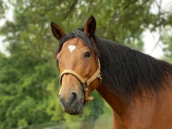 Brun häst porträtt — Stockfoto