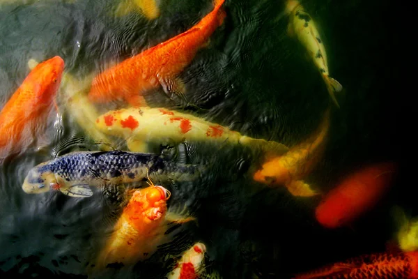 Koi fish swiming in a pond — Stock Photo, Image