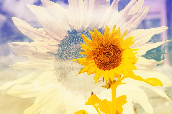 iki sarı ayçiçeği çift pozlama