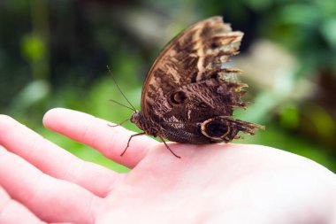 close-up of hand with brown butterfly with eye spots 