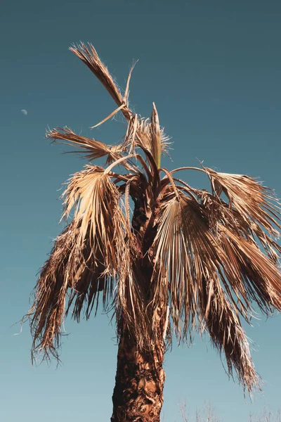 Close Dead Palm Tree Blue Sky — Stock Photo, Image