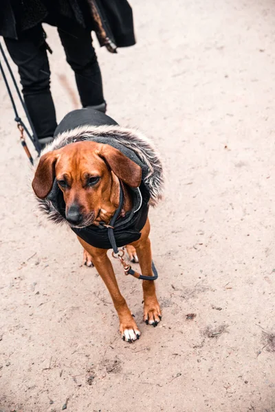 brown dog in coat on a leash outdoors