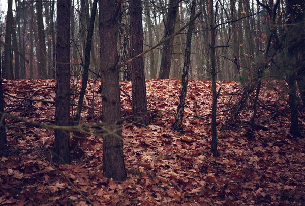 Ein Dunkler Wald Herbst Mit Blättern Auf Dem Boden — Stockfoto