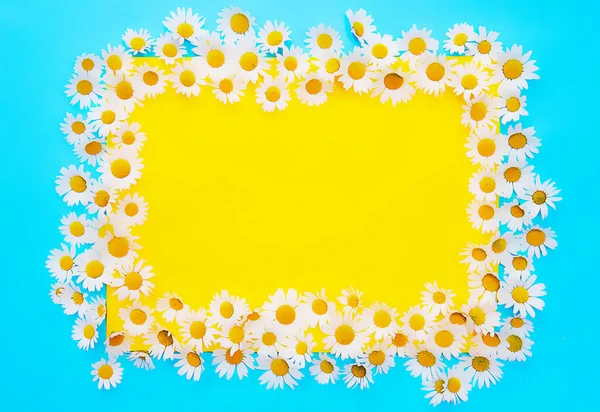 Çerçevelenmiş mavi ve sarı arka plan ve beyaz papatyalar. Resim boyama arkaplanı