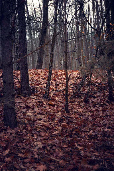 Ein Dunkler Wald Herbst Mit Blättern Auf Dem Boden — Stockfoto