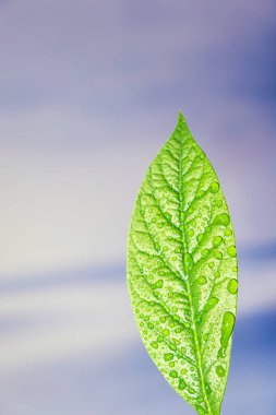 Mavi arkaplanda su damlacıkları olan yeşil avokado yaprağına yakın plan.