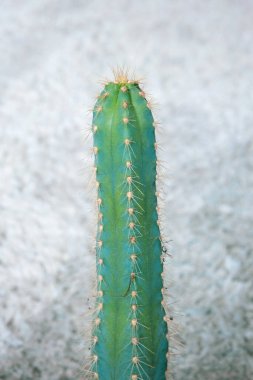 Beyaz arka planı olan uzun yeşil bir kaktüsün yakın çekimi.