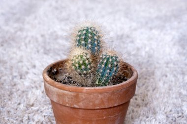 Beyaz halıda kaktüs olan kahverengi tencerenin yakın çekimi. 
