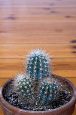 Tahta zeminde kaktüslü kahverengi tencerenin yakın çekimi. 