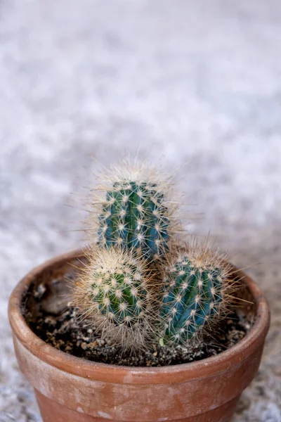 Gros Plan Pot Brun Avec Cactus Sur Tapis Blanc Intérieur — Photo