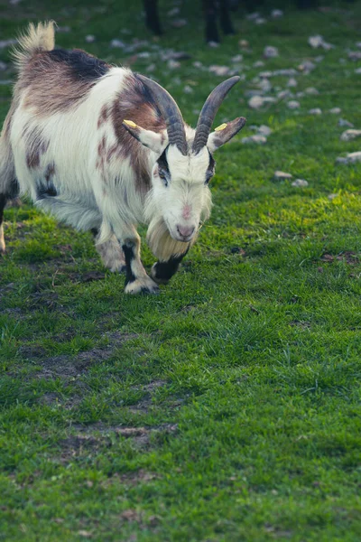 Close White Goat Horns Running Camera — Stock Photo, Image