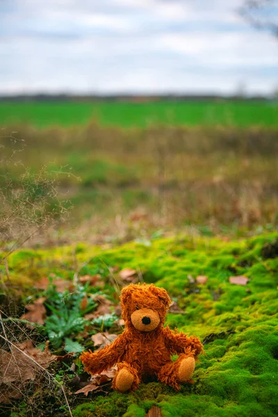 Small Cute Brown Teddybear Sitting Moss Outdoors Sunny Day — Stockfoto