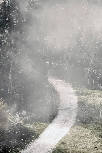 Pfad Führt Dunklen Nebelwald — Stockfoto