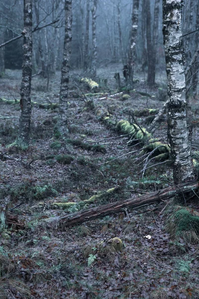 Dunkler Wald Mit Abgefallenen Blättern Herbst — Stockfoto