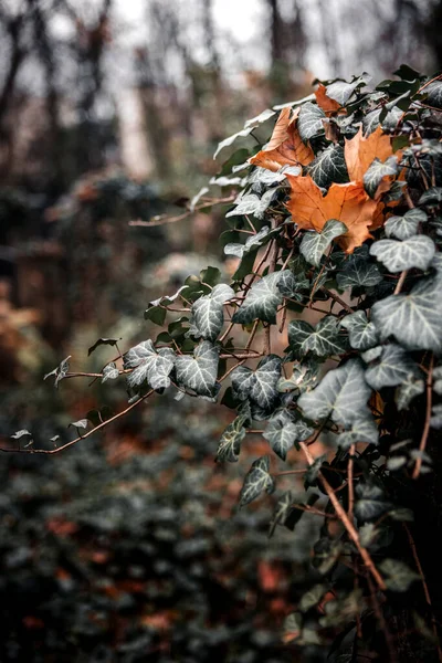 Zbliżenie Suszonych Liści Wiszących Jesienią Gałęzi Ciemnym Lesie — Zdjęcie stockowe