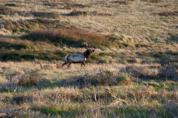 Deer in the wilderness — Stock Photo, Image