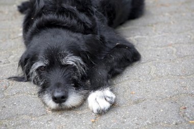 Sokaktaki siyah köpek