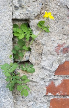 taştan bir duvar üzerinde sarı çiçek