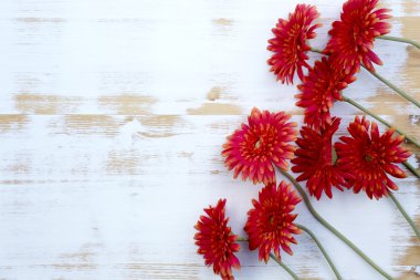 Beyaz rustik ahşap arka plan üzerinde kırmızı gerbera