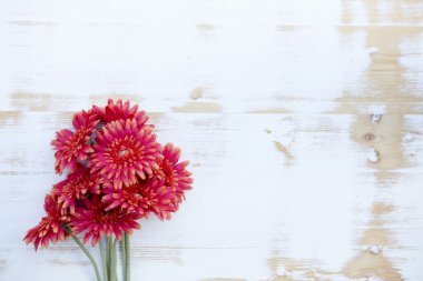 Beyaz rustik ahşap arka plan üzerinde kırmızı gerbera