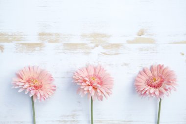 Beyaz rustik ahşap zemin üzerinde pembe gerbera