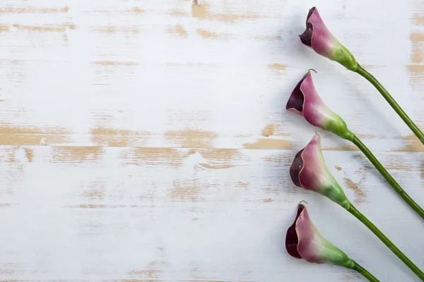 Purple calla lilies on white wooden background — Stock Photo, Image