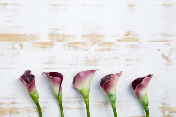 Purple calla lilies on white wooden background — Stock Photo, Image