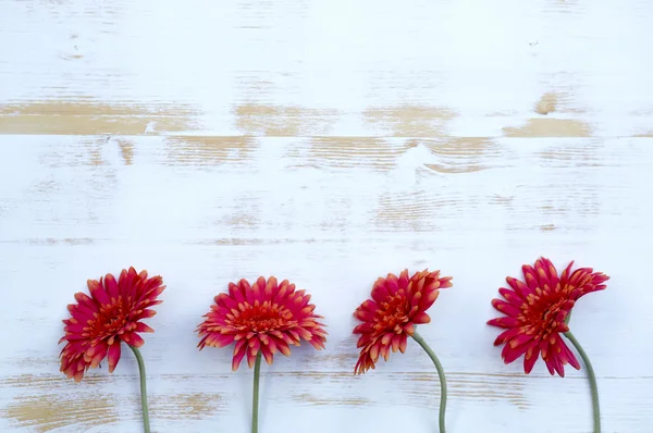 Red gerbera on white rustic wooden background — Stock Photo, Image