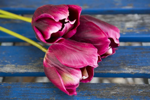 Tre tulipani viola su un tavolo rustico blu — Foto Stock
