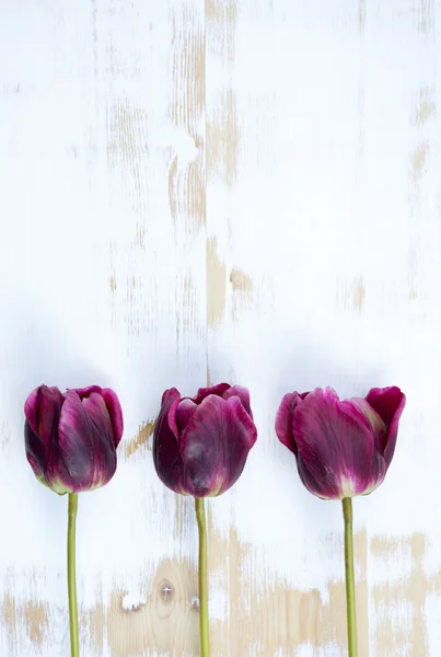 Purple tulips on white rustic wooden background — Stock Photo, Image