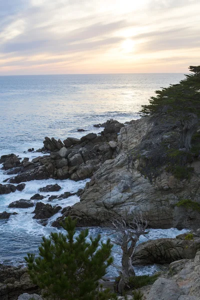 Coastline with cliffs and pine tree at sunset — Stock Photo, Image