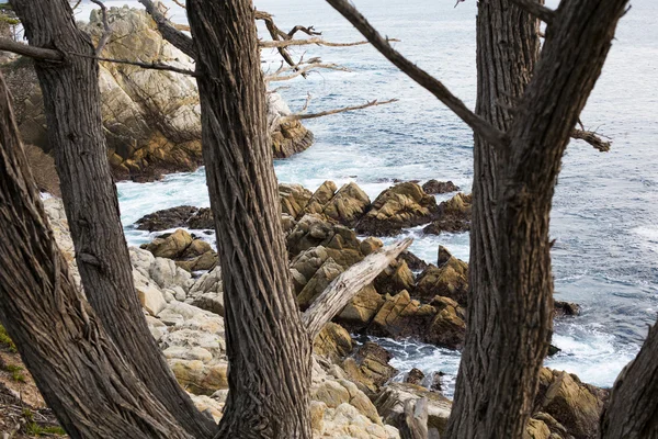 Coastline with cliffs and pine tree — Stock Photo, Image