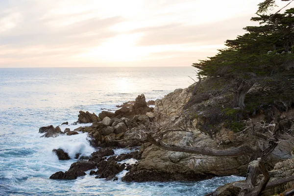 Sahil şeridine kayalıklarla ve çam ağacı — Stok fotoğraf