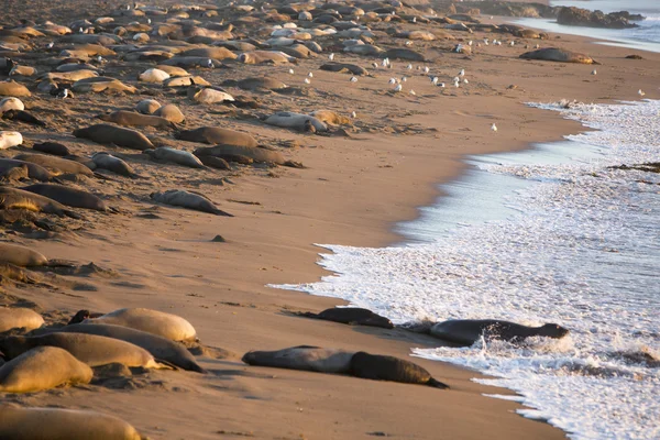 Sea lions Big Sur — Stock Photo, Image