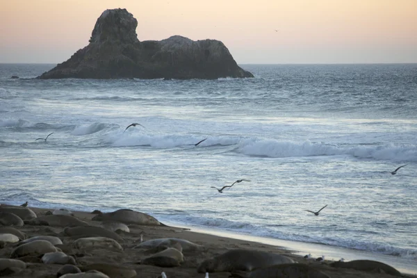 Sea lions at sunset in Big Sur — Stock Photo, Image