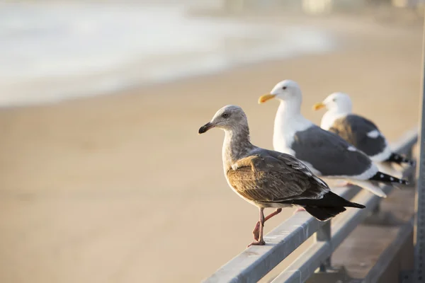 Three seagulls on the beach — Stock Photo, Image
