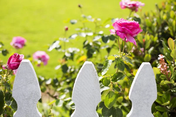 Clôture de piquet blanc et roses — Photo