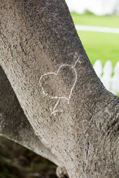 Coração esculpido em uma árvore — Fotografia de Stock