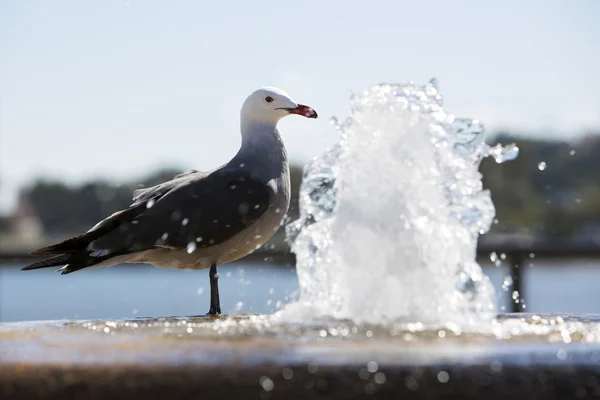 Seagull by the fountain — Stock Photo, Image