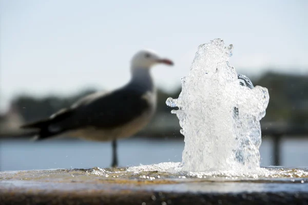 Seagull by the fountain — Stock Photo, Image