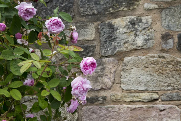 Rosas rosadas frente a una pared de piedra —  Fotos de Stock