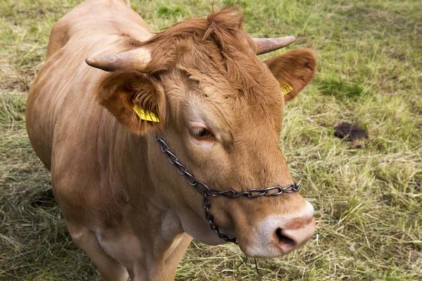 Close-up van een gele jonge koe — Stockfoto