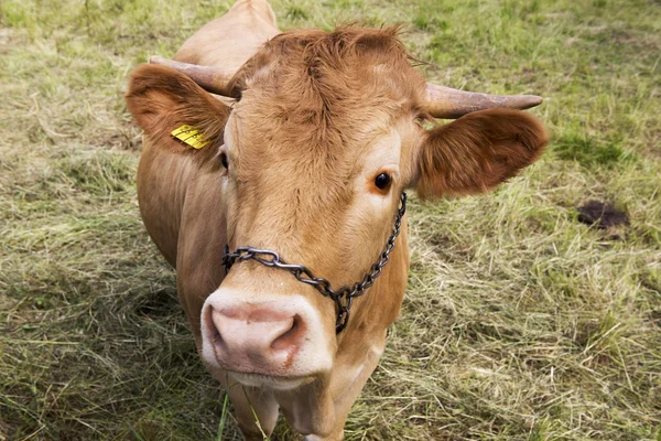 Primer plano de una vaca amarilla con cuernos —  Fotos de Stock