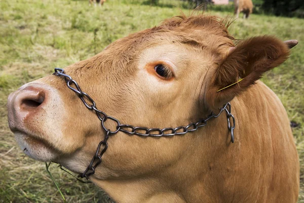 黄色の若い牛のクローズ アップ — ストック写真