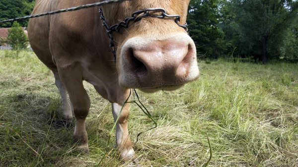 Közeli kép: a sárga fiatal tehén — Stock Fotó