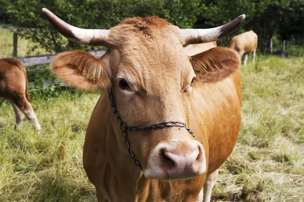 Vaca marrón con cuernos de pie en la hierba —  Fotos de Stock