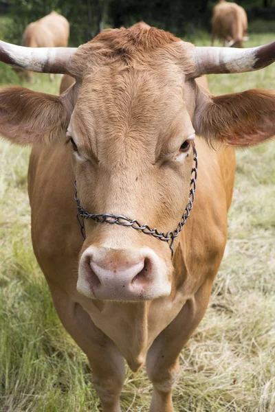 Primer plano de una vaca amarilla con cuernos —  Fotos de Stock