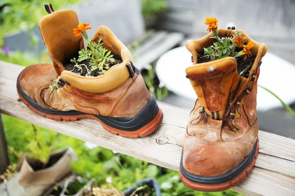 Duas botas velhas com flores de laranja plantadas — Fotografia de Stock