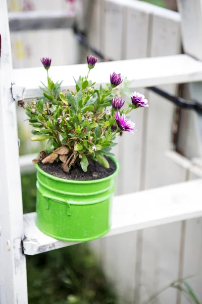 Rosa blommor i en kruka i en trädgård — Stockfoto